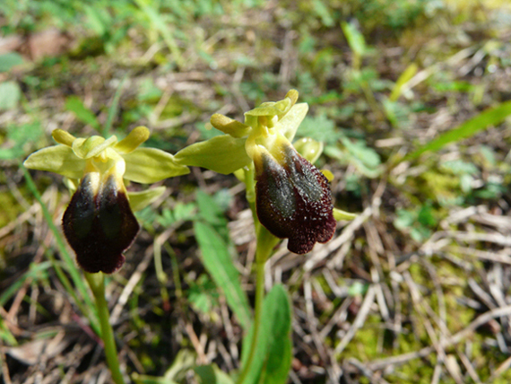 Ophrys ...e invito a fotografare orchidee nella RNO T. Salsa